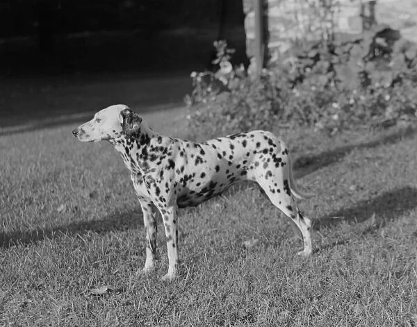 Side view of Dalmatian dog in garden