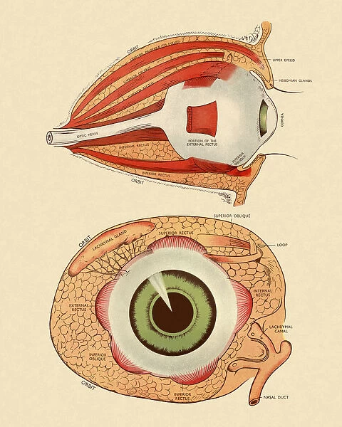 Front and Side View Diagram of Eye