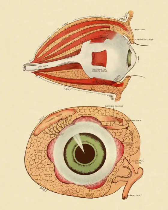 Framed Print : Front and Side View Diagram of Eye Framed Print : Front and Side View Diagram of Eye