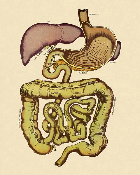 View of the Digestive Tract