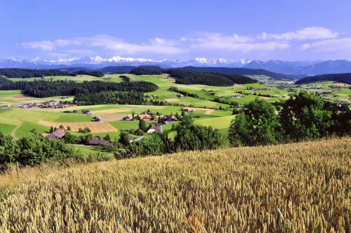 Framed Print : View of the Emmental, cornfield in front, behind the Bernese Alps with Mt. Schreckhorn, Finstaarhorn, Eiger, Monch, Jungfrau, Bluemlisalp, Doldenhorn, Niesen, Canton of Bern, Switzerland Framed Print : View of the Emmental, cornfield in front, behind the Bernese Alps with Mt. Schreckhorn, Finstaarhorn, Eiger, Monch, Jungfrau, Bluemlisalp, Doldenhorn, Niesen, Canton of Bern, Switzerland