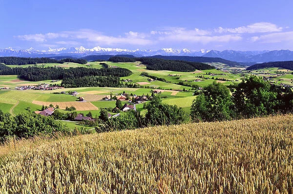 View of the Emmental, cornfield in front, behind the Bernese Alps with Mt. Schreckhorn, Finstaarhorn, Eiger, Monch, Jungfrau, Bluemlisalp, Doldenhorn, Niesen, Canton of Bern, Switzerland