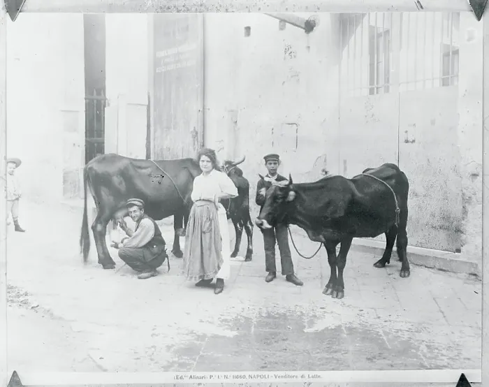 Framed Print : View of Family During Cow Milking Framed Print : View of Family During Cow Milking