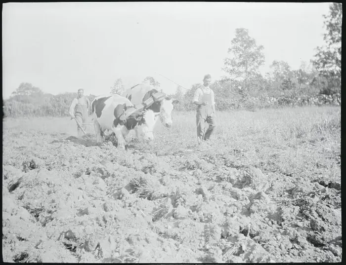 Framed Print : View of Farmers with Oxen Framed Print : View of Farmers with Oxen