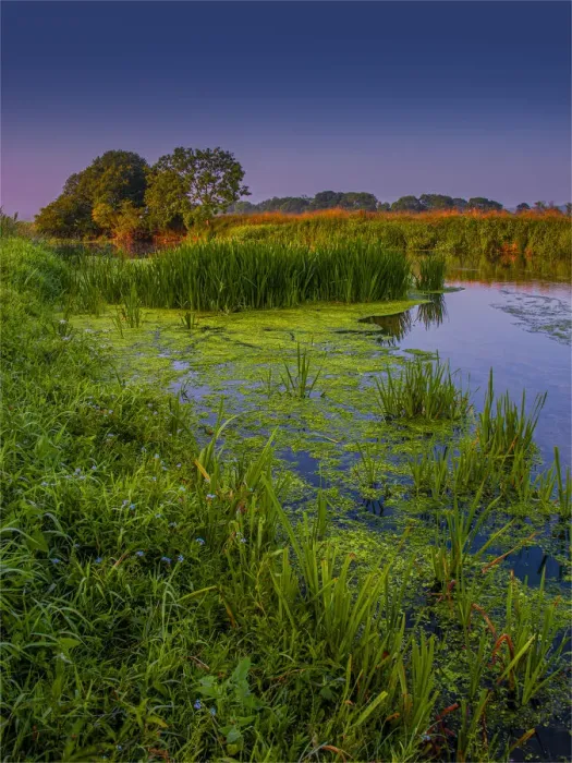 Framed Print : View of the Frome River near Wareham Dorset, England Framed Print : View of the Frome River near Wareham Dorset, England