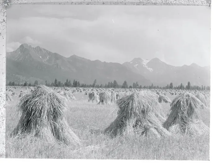 Framed Print : View of Gathered Wheat in Field Framed Print : View of Gathered Wheat in Field