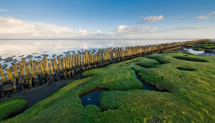 Framed Print : View over grasses, poles en tidal flats of the Wadden sea at Dutch Northcoast Framed Print : View over grasses, poles en tidal flats of the Wadden sea at Dutch Northcoast