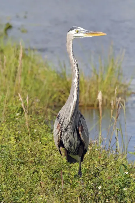 Framed Print : Front view of great blue heron, Ardea herodias. Everglades National Park, Florida, USA. UNESCO World Heritage Site (Biosphere Reserve)