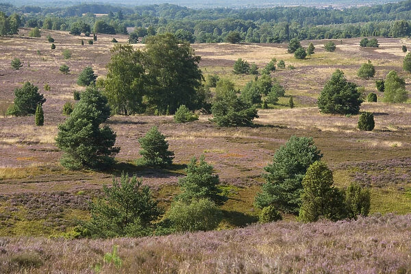View of the heath landscape from Wilseder Berg hill with flowering Heather -Calluna vulgaris-, Wilsede, Luneburg Heath Nature Park, Lower Saxony, Germany