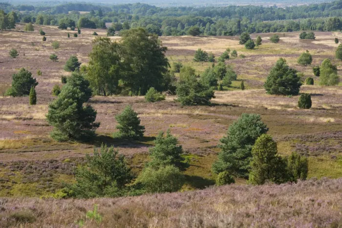 Framed Print : View of the heath landscape from Wilseder Berg hill with flowering Heather -Calluna vulgaris-, Wilsede, Luneburg Heath Nature Park, Lower Saxony, Germany Framed Print : View of the heath landscape from Wilseder Berg hill with flowering Heather -Calluna vulgaris-, Wilsede, Luneburg Heath Nature Park, Lower Saxony, Germany