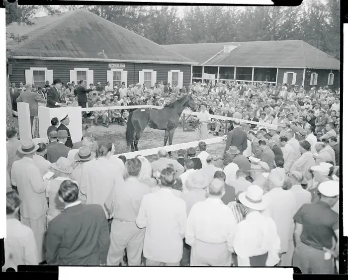 Framed Print : View of Horse Auction Framed Print : View of Horse Auction