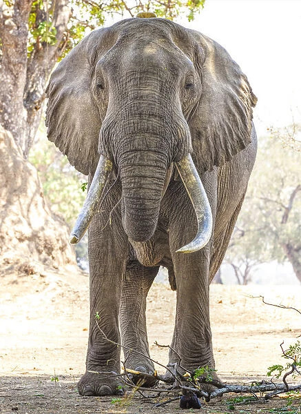 Front View of Huge African Elephant Named Boswell at Mana Pools, Zimbabwe
