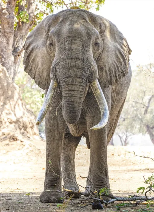 Framed Print : Front View of Huge African Elephant Named Boswell at Mana Pools, Zimbabwe Framed Print : Front View of Huge African Elephant Named Boswell at Mana Pools, Zimbabwe