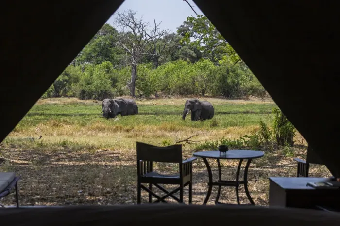 Framed Print : View from inside luxury tent onto the river bank with elephants grazing, Machaba Camp, Okavango Delta, Botswana Framed Print : View from inside luxury tent onto the river bank with elephants grazing, Machaba Camp, Okavango Delta, Botswana