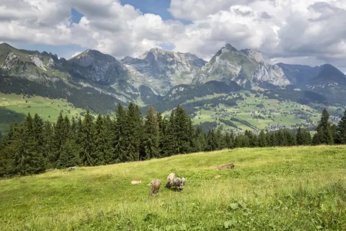 Framed Print : View from Klangweg or Sound Trail on Toggenburg Mountain towards the Alpstein Mountains with Saentis Mountain, Wildhaus, Canton of St. Gallen, Switzerland