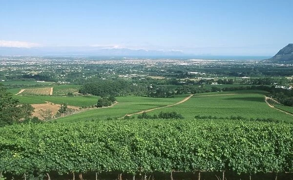 View Over Klein Contantia Vineyards