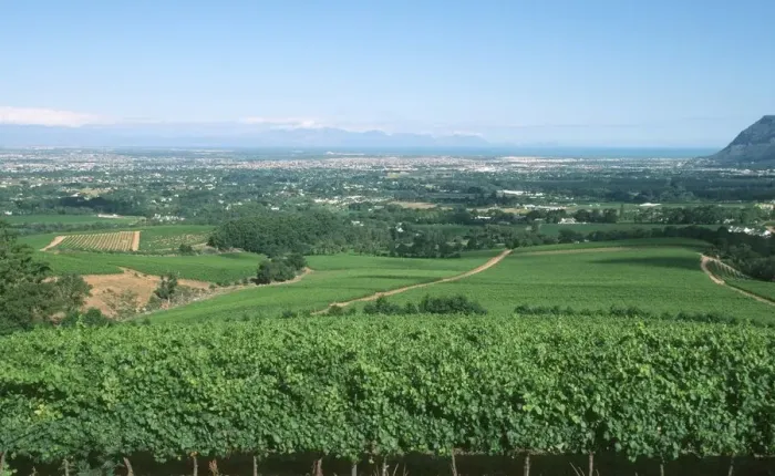 Framed Print : View Over Klein Contantia Vineyards Framed Print : View Over Klein Contantia Vineyards