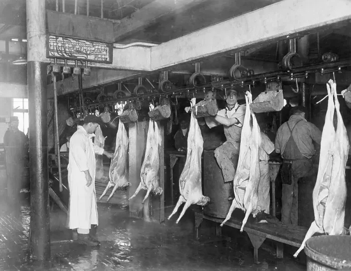 Framed Print : View Of Lamb Hanging In Slaughterhouse Framed Print : View Of Lamb Hanging In Slaughterhouse