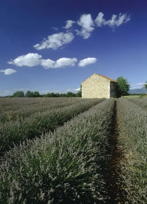 Framed Print : View Over Lavender Fields to a Stone Hut Framed Print : View Over Lavender Fields to a Stone Hut