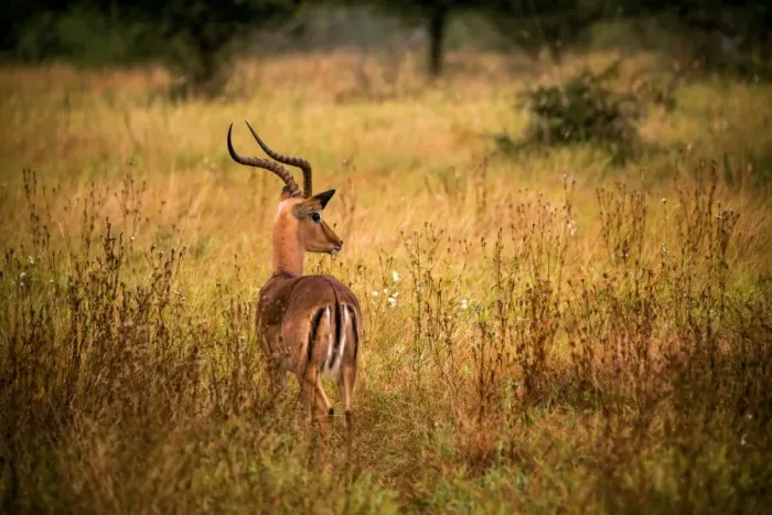 Framed Print : View of a Male Impala with Lyre-Shaped Horns, White Tail and Several Black Markings, Kruger National Park, South Africa Framed Print : View of a Male Impala with Lyre-Shaped Horns, White Tail and Several Black Markings, Kruger National Park, South Africa