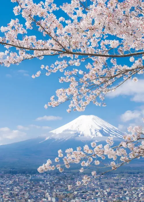 Framed Print : View of Mount Fuji with Cherry Blossom, Japan Framed Print : View of Mount Fuji with Cherry Blossom, Japan