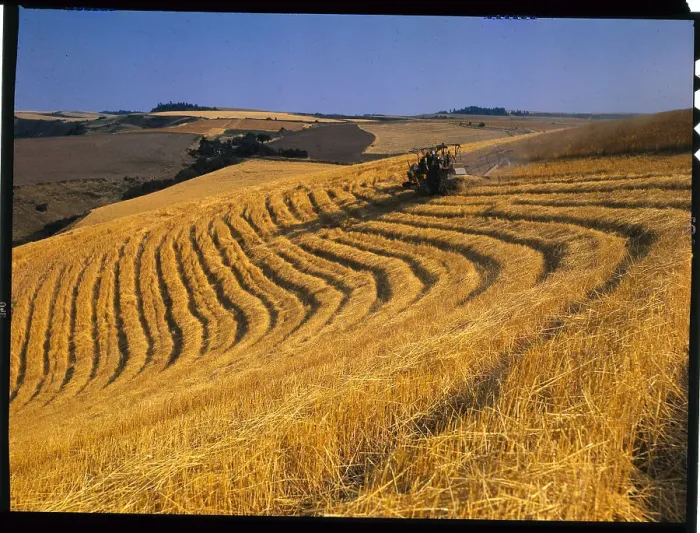 Framed Print : View of North Dakota Wheat Fields Framed Print : View of North Dakota Wheat Fields