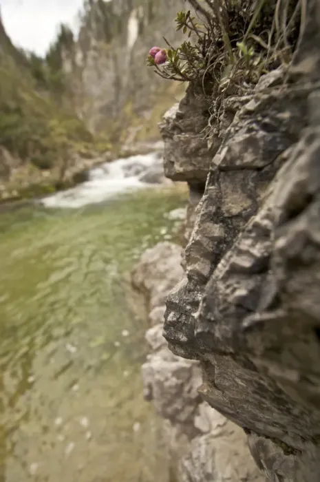 Framed Print : View into the Oetscherbach river, Lower Austria, Austria, Europe Framed Print : View into the Oetscherbach river, Lower Austria, Austria, Europe