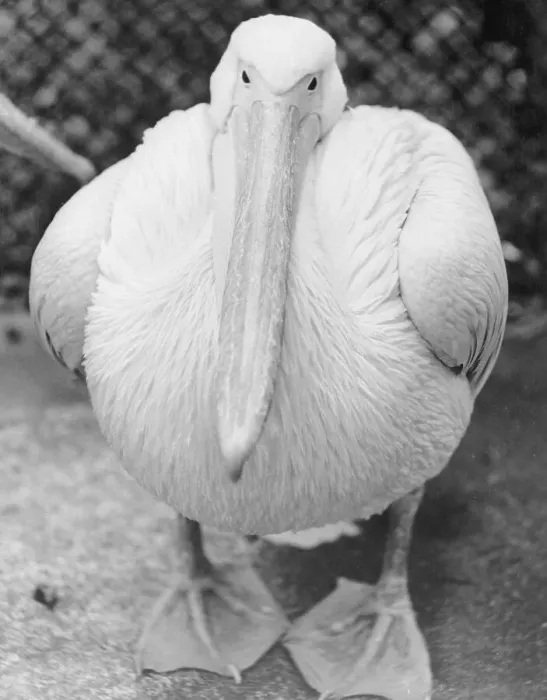 Framed Print : View of Pelican Framed Print : View of Pelican