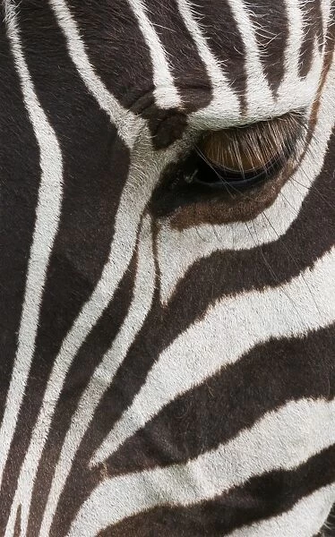 Side view of a plains zebra head, with the eye open. Ngorongoro Conservation Area, Tanzania