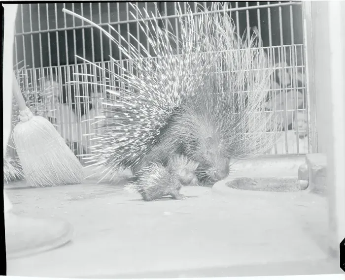 Framed Print : View of Porcupine with Baby Framed Print : View of Porcupine with Baby