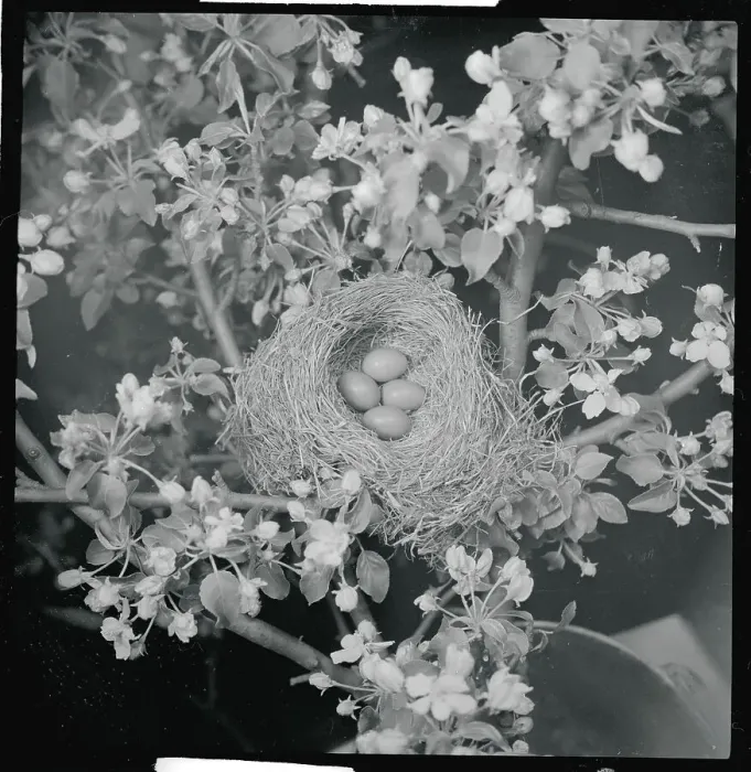 Framed Print : View of Robins Nest with Four Eggs Framed Print : View of Robins Nest with Four Eggs