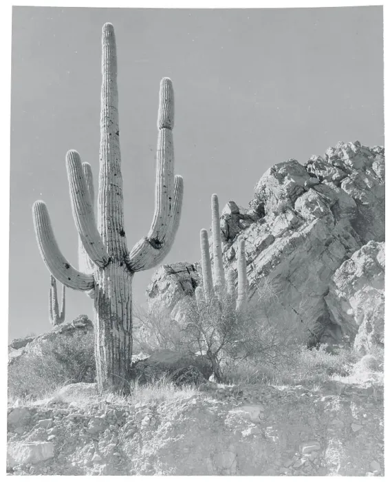 Framed Print : View of a Saguaro Cactus in Desert Site