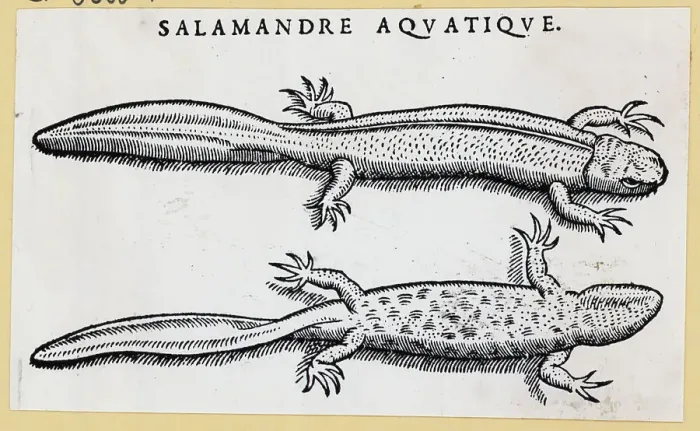 Framed Print : Top & Bottom View Of Salamanders Framed Print : Top & Bottom View Of Salamanders