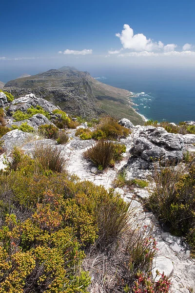 View from top of Table Mountain looking towards the Cape Peninsula showing Cape floral Fynbos and Restios. Table Mountain, Cape Town, Western Cape Province, South Africa