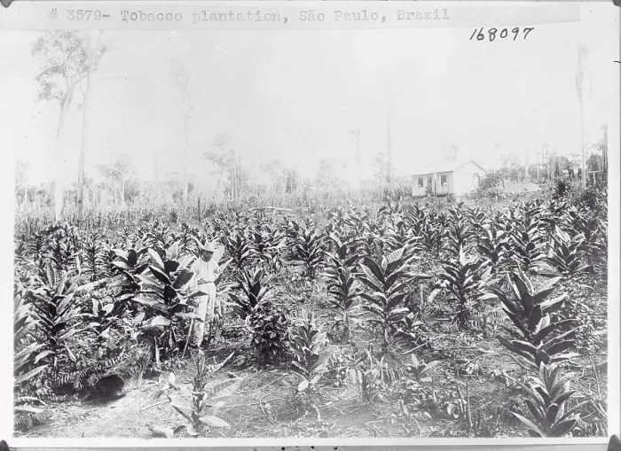 Framed Print : View of Tobacco Field Framed Print : View of Tobacco Field