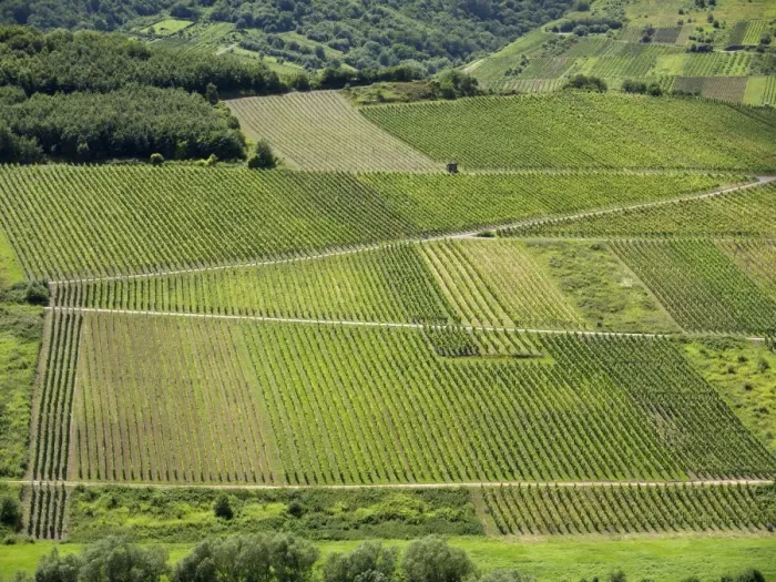 Framed Print : View of vineyards on a loop of the Moselle river as seen from the Calmont fixed rope route, near Bremm, Rhineland-Palatinate, Germany, Europe Framed Print : View of vineyards on a loop of the Moselle river as seen from the Calmont fixed rope route, near Bremm, Rhineland-Palatinate, Germany, Europe