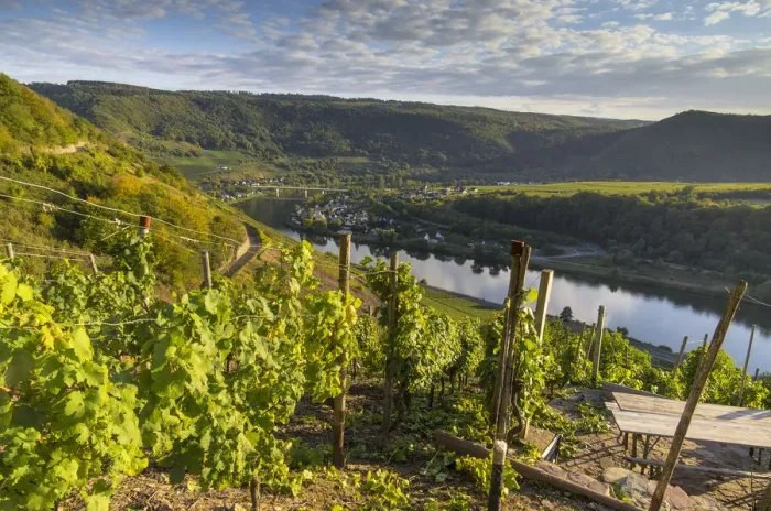 Framed Print : View over vineyards towards the Moselle River and Senheim, Mesenich, Cochem-Zell district, in Rhineland-Palatinate, Germany, Europe Framed Print : View over vineyards towards the Moselle River and Senheim, Mesenich, Cochem-Zell district, in Rhineland-Palatinate, Germany, Europe