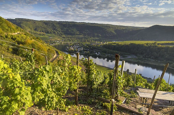 View over vineyards towards the Moselle River and Senheim, Mesenich, Cochem-Zell district, in Rhineland-Palatinate, Germany, Europe