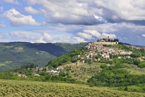 View across vineyards to the town with atmospheric clouds, Motovun, Montona, Mirna Valley, Istria, Croatia