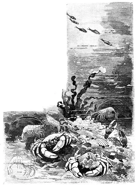 View under water with crab, crabs, crayfish, shrimps and prawns - 1896