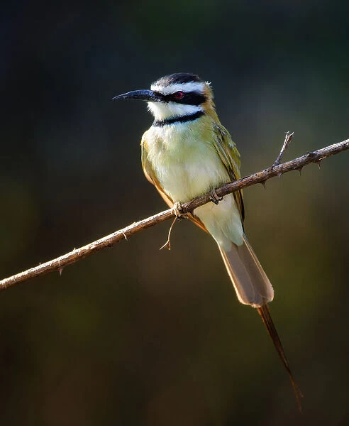 Front View of White Throated Bee Eater in Laikipia Wilderness Camp, Kenya