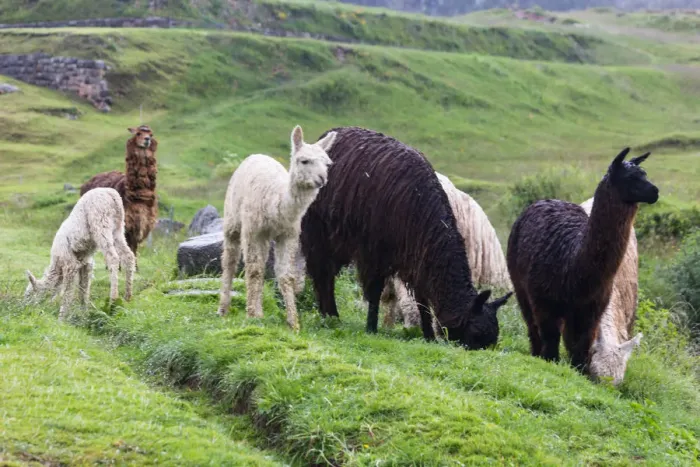 Framed Print : View of wild alpacas (camelidae) Framed Print : View of wild alpacas (camelidae)