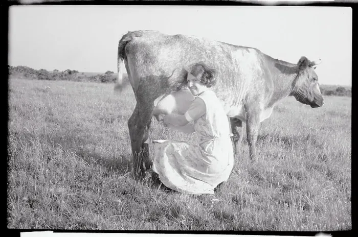 Framed Print : View of Woman Milking Cow Framed Print : View of Woman Milking Cow