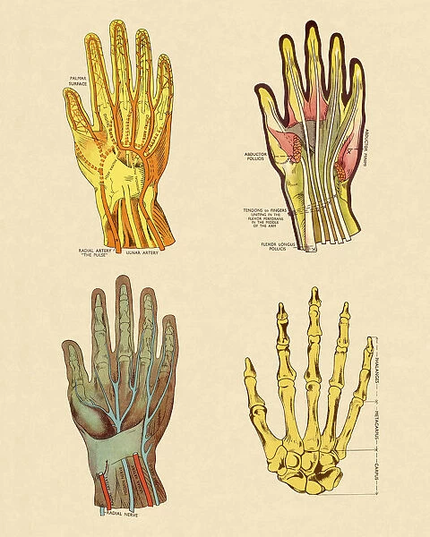 Four Views of Hand