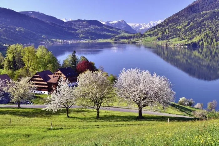 Framed Print : Views of Morgarten on Aegerisee, flowering cherry trees in the foreground, Oberageri, Canton of Zug, Switzerland Framed Print : Views of Morgarten on Aegerisee, flowering cherry trees in the foreground, Oberageri, Canton of Zug, Switzerland