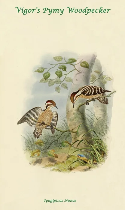 Framed Print : Vigor's Pygmy Woodpecker Framed Print : Vigor's Pygmy Woodpecker