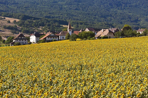 The village Onnens behind a field of sunflowers, Lake NeuchAzAtel, Switzerland, Europe