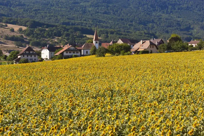 Framed Print : The village Onnens behind a field of sunflowers, Lake NeuchAzAtel, Switzerland, Europe Framed Print : The village Onnens behind a field of sunflowers, Lake NeuchAzAtel, Switzerland, Europe