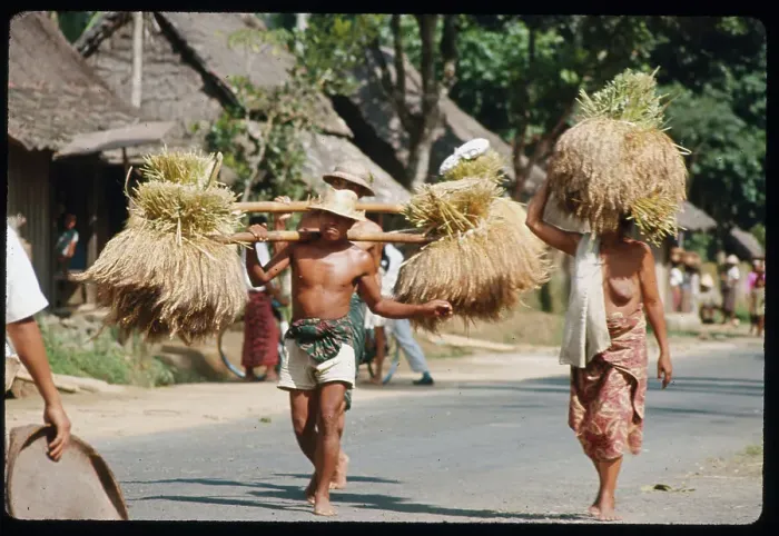 Framed Print : Villagers Carry Rice on Their Heads Framed Print : Villagers Carry Rice on Their Heads