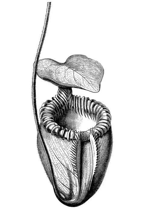 Framed Print : Villose Pitcher-Plant (Nepenthes villosa) Framed Print : Villose Pitcher-Plant (Nepenthes villosa)